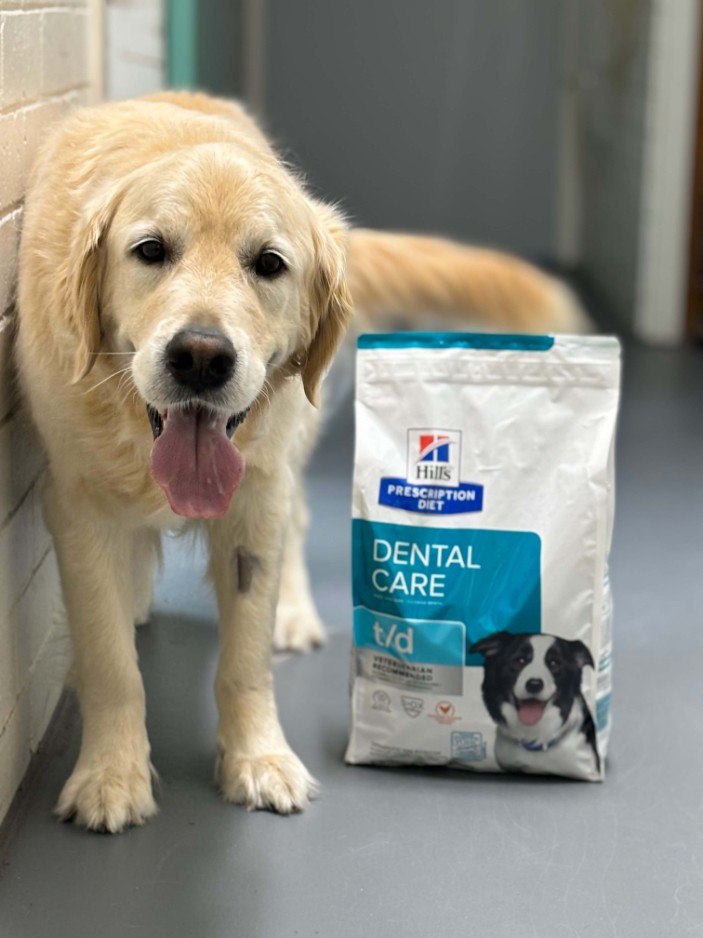 Labrador dog next to bag of dental care food