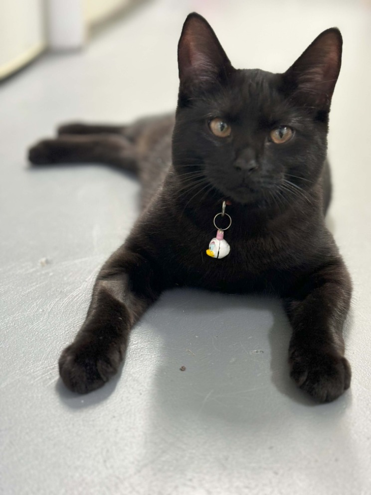 black cat laying on floor