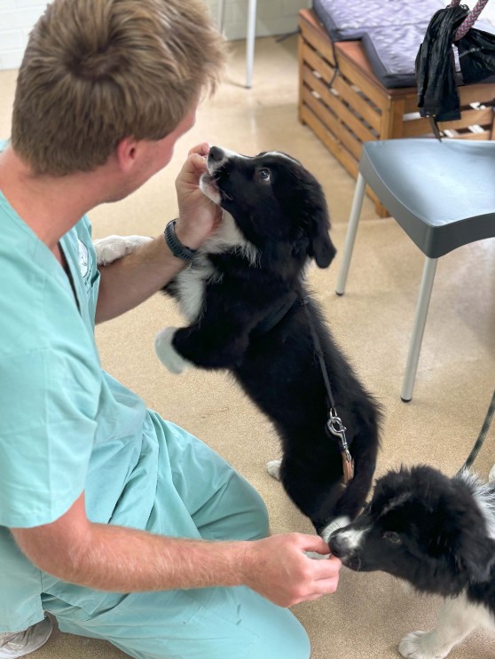 vet nurse petting jumping puppy