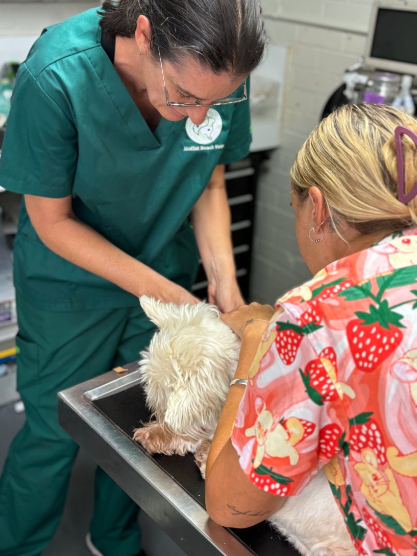 Poodle receiving a dental clean