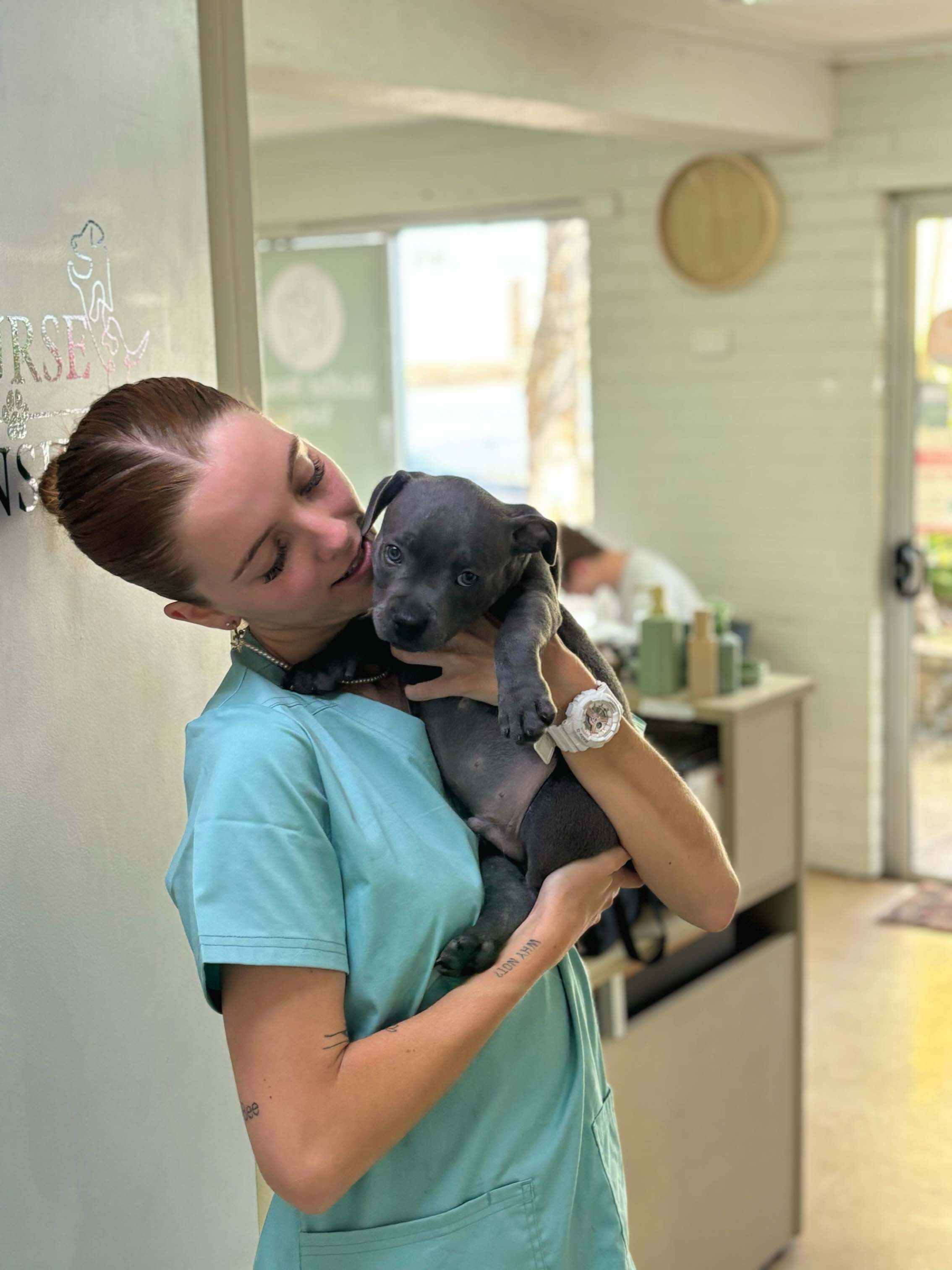 Dentist checking dog's oral health