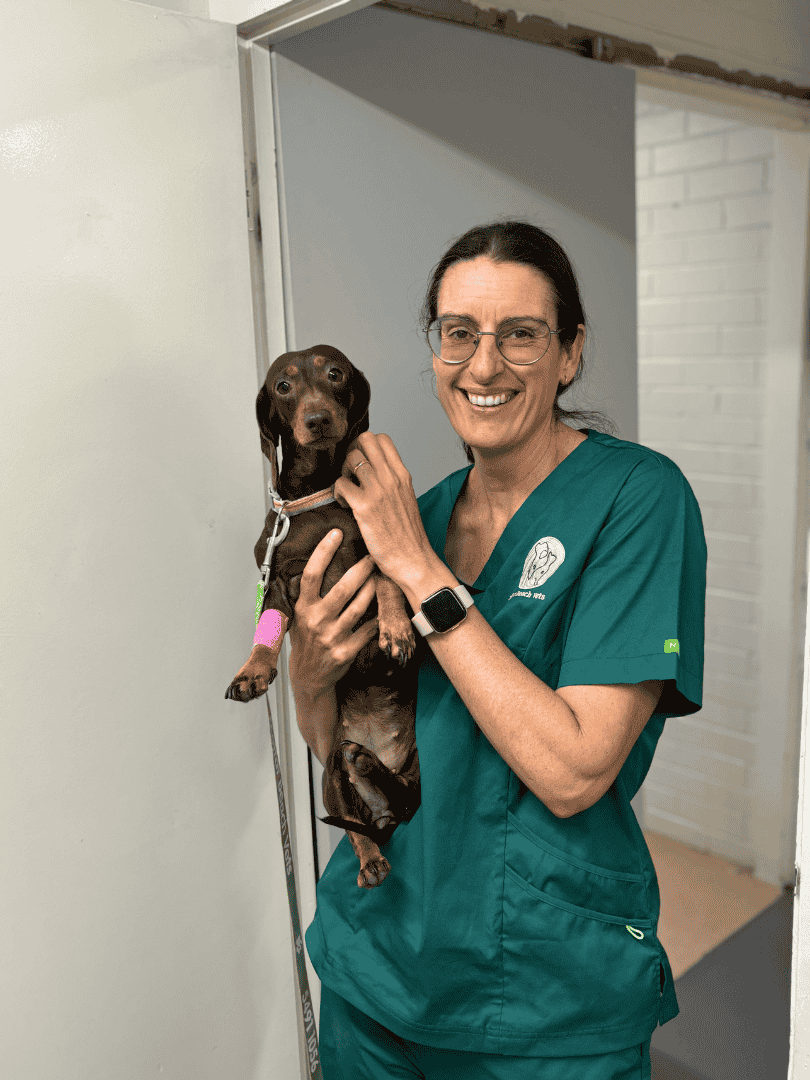 smiling dental vet with Dachshund