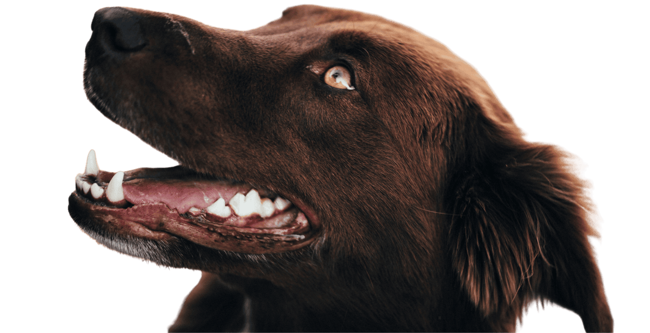 smiling chocolate labrador