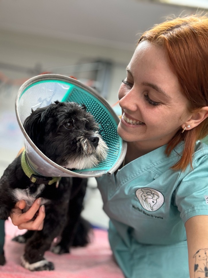 Smiling red-haired vet nurse looking at poodle in cone