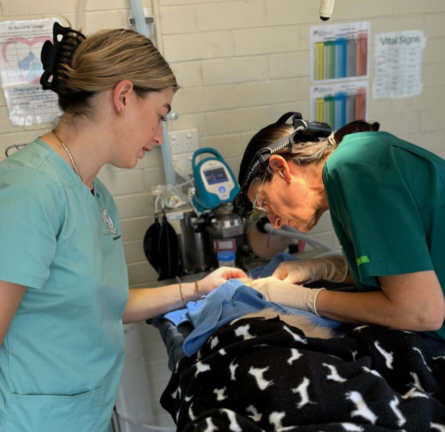 Two female animal specialists performing surgery on cat