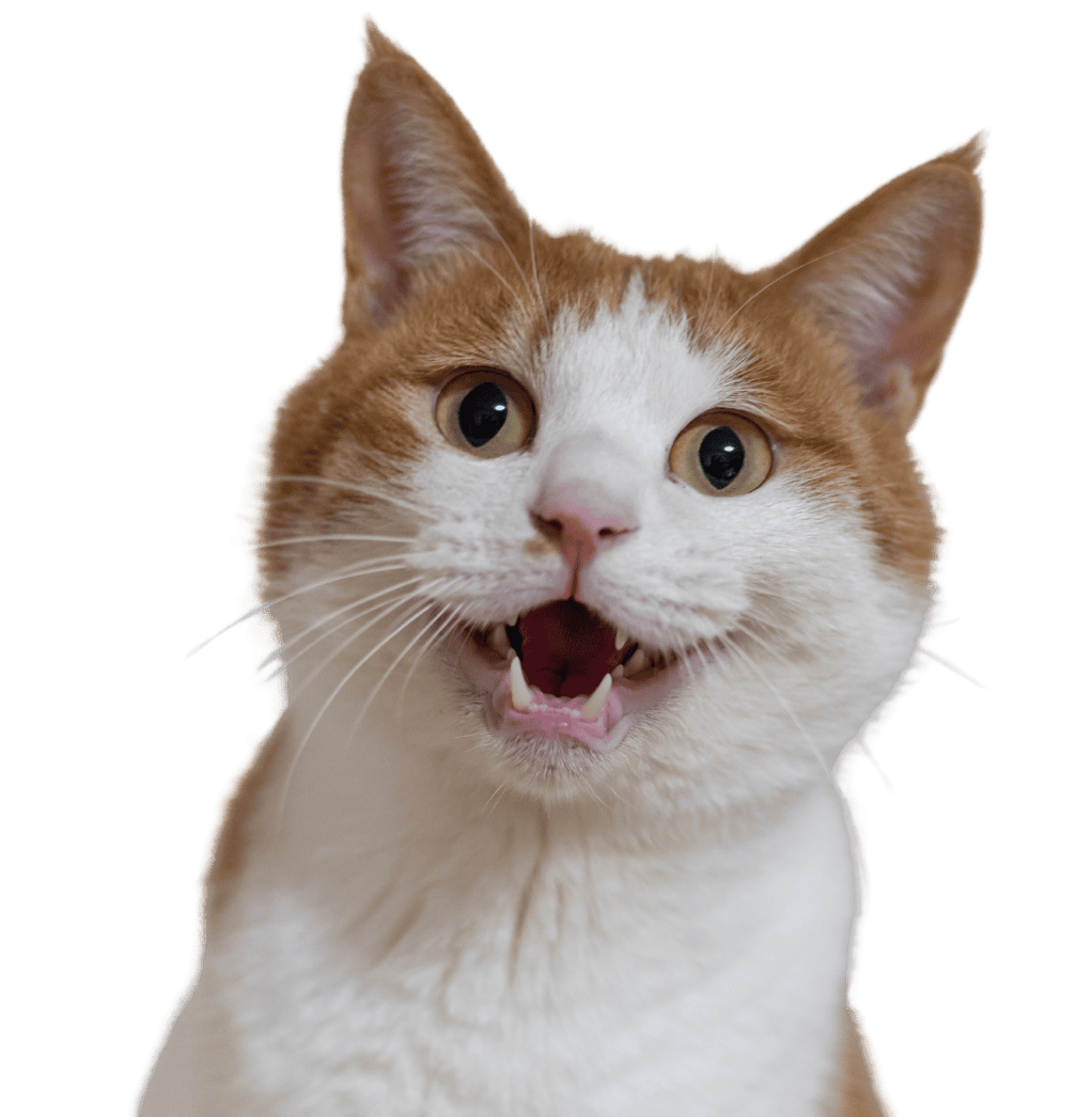 Orange and white tabby with smiling mouth