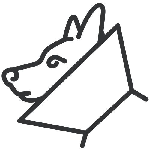 dog wearing cone