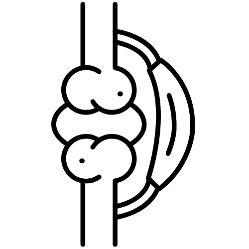 ligament drawing