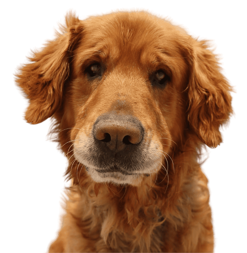 Golden retriever tilting head at camera