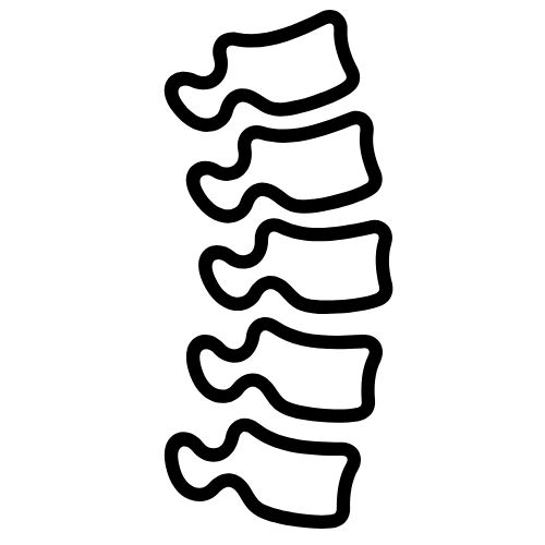 spine drawing