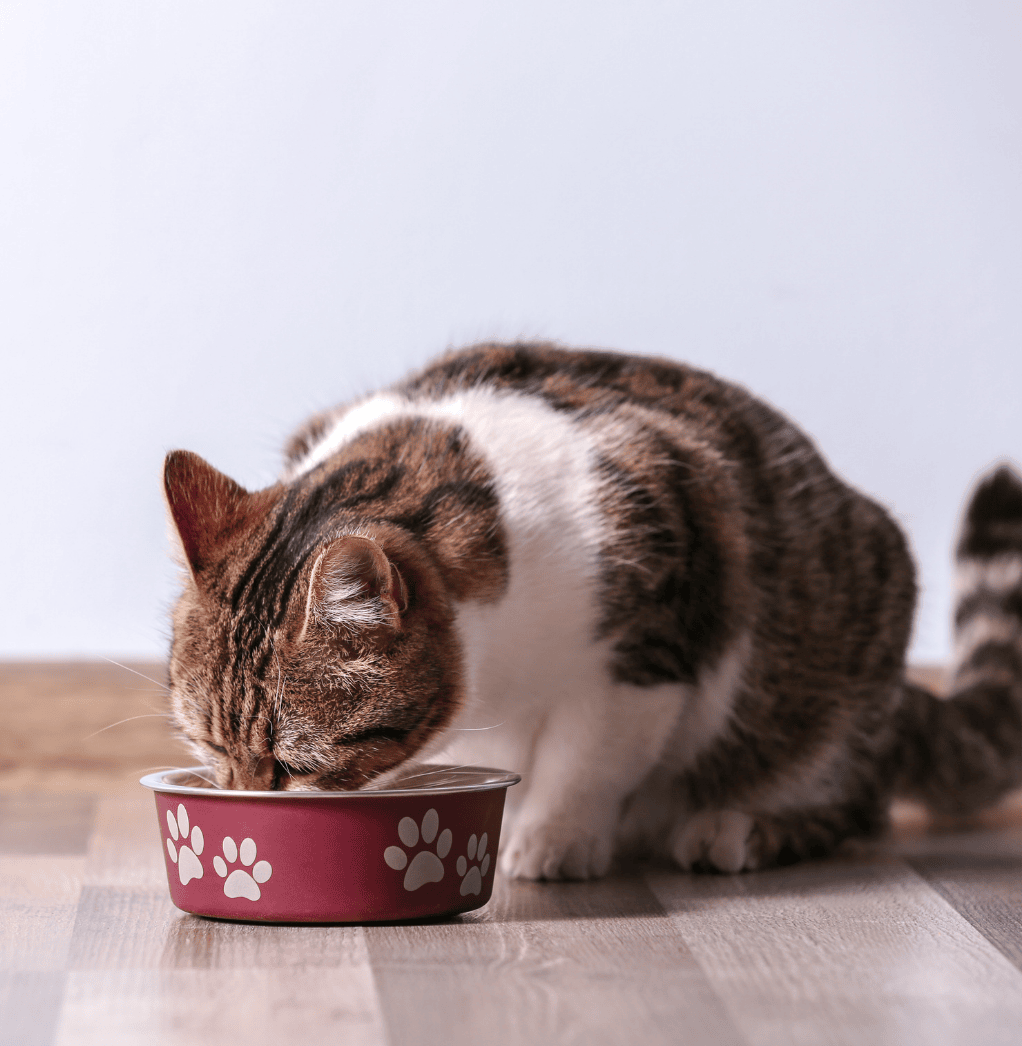 Calico cat eating out of food bowl
