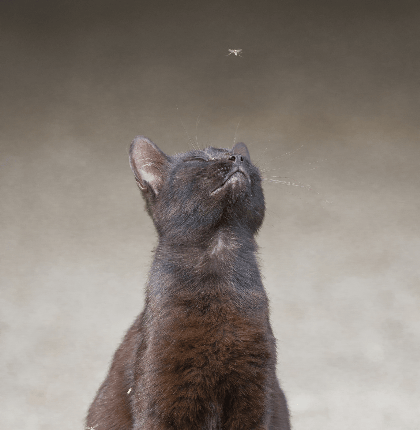 grey cat looking at mosquito in air