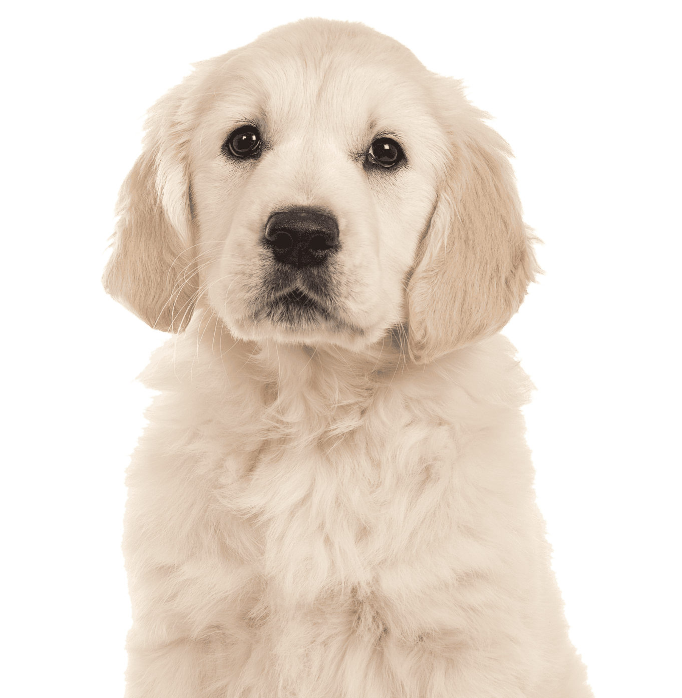 Golden retriever puppy looking at camera