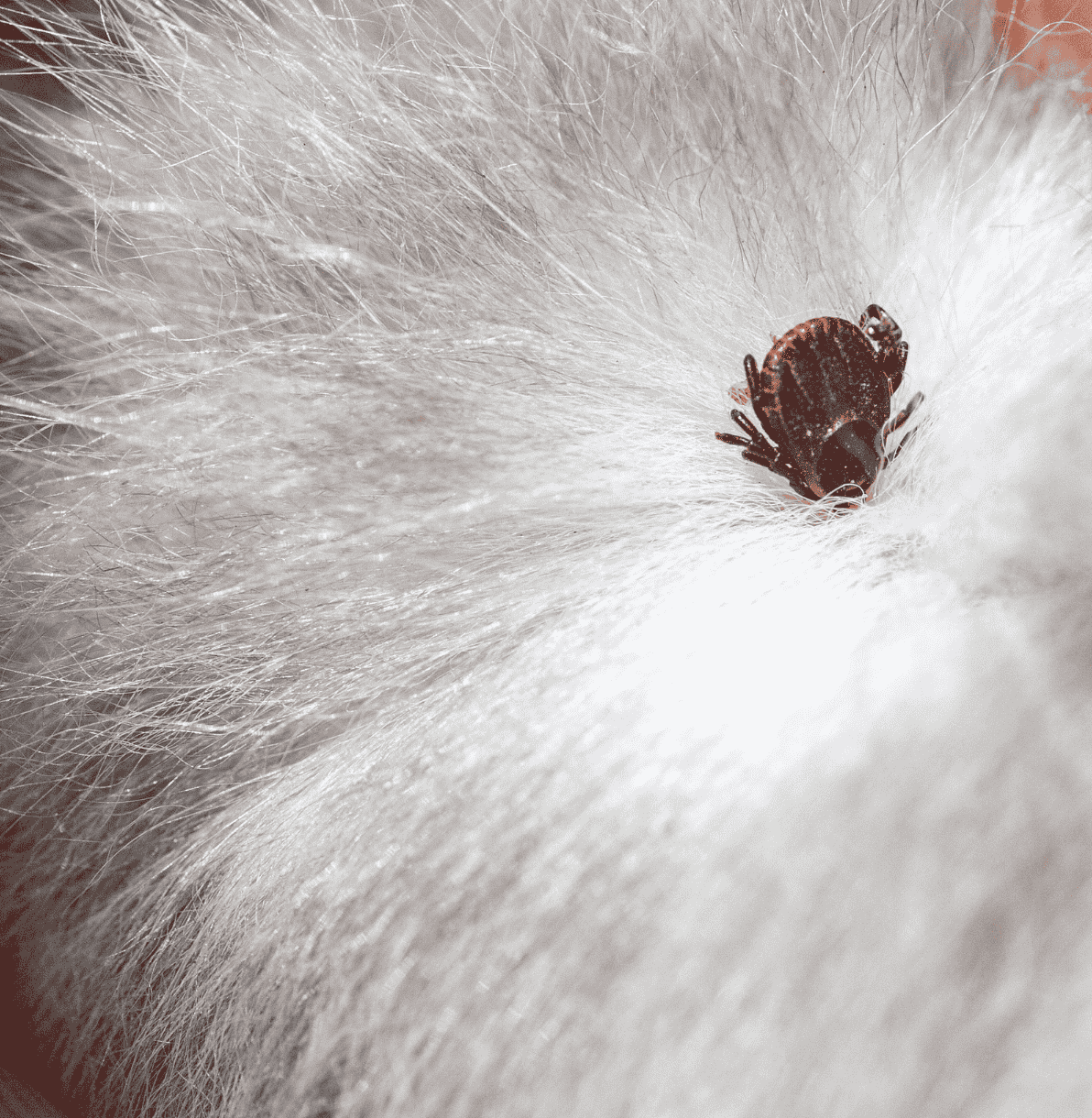 Tick in cat fur