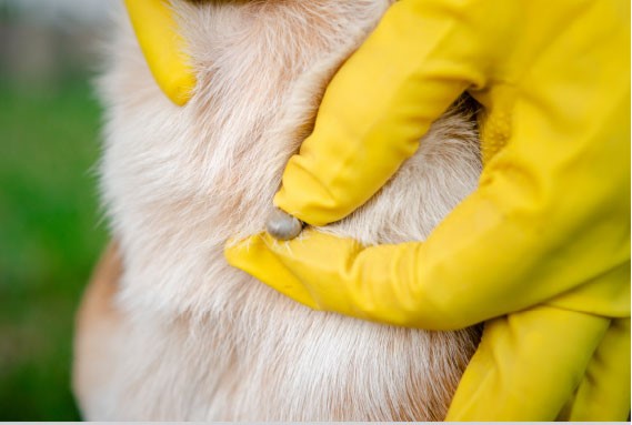 Glove fingers squeezing tick on corgi