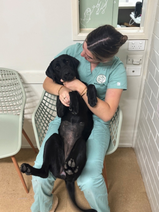 female vet nurse holding lab puppy and smiling at it